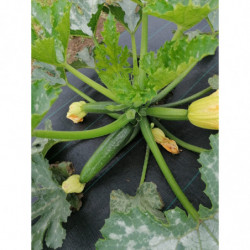 Courgette verte - Les Pieds...