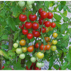 tomate cerise rouge solena...